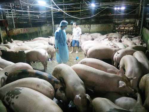 An inspector checks a pig farm in Vietnam. Photo: Cong Nguyen