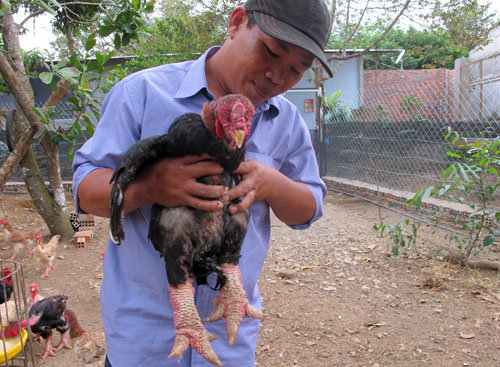 Vietnam man makes fortune out of exotic, pricey chickens