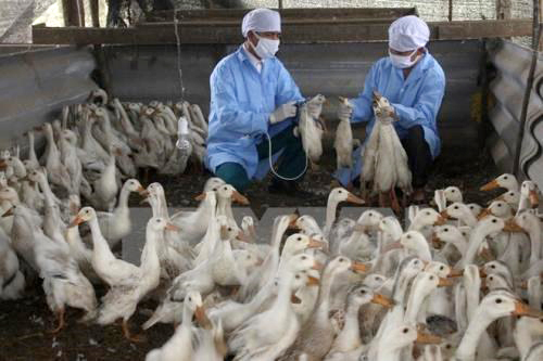 vietnamnet bridge, english news, Vietnam news, news Vietnam, vietnamnet news, Vietnam net news, Vietnam latest news, Vietnam breaking news, vn news, poultry imports