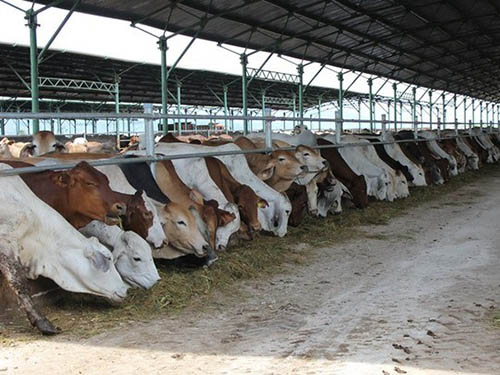 vietnamnet bridge, english news, Vietnam news, news Vietnam, vietnamnet news, Vietnam net news, Vietnam latest news, vn news, Vietnam breaking news, beef, Australian cows, Mekong River Delta