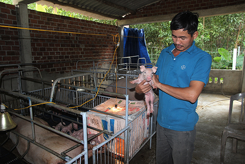 Do Quang Diem Khanh, a farmer in Tam Vinh Commune, Phu Ninh District of Quang Ngai Province holds a piglet in his farm. Photo by VnExpress/Dac Thanh