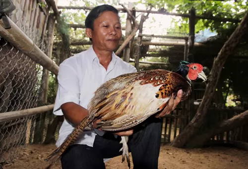 Pheasants make farmers rich