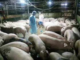 Vietnam to prosecute farmers using banned drugs in animal feed