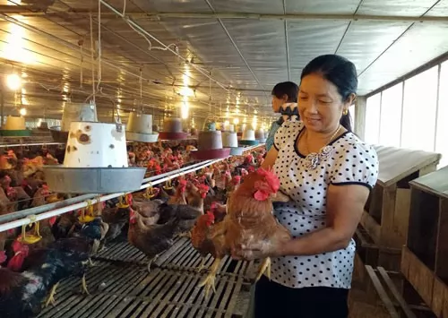 Vĩnh Phúc woman earns billions of đồng from breeding hens