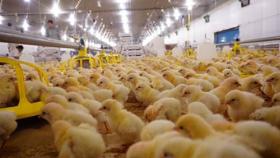 Hòa Phát Poultry Co imports high-quality chicken breed