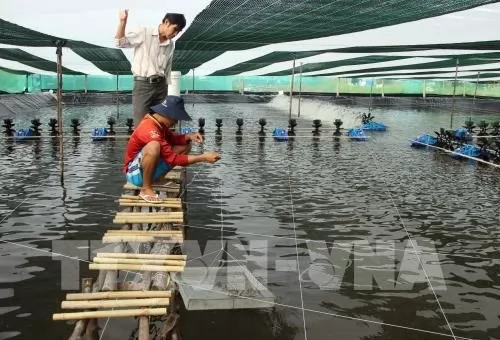 Ca Mau dense shrimp farming area expanded