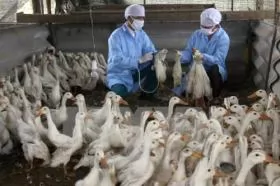 Vietnam halts poultry imports from avian flu hit US states