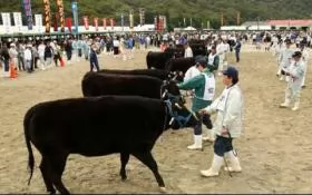 Vietnames Kobe beef arrives on market