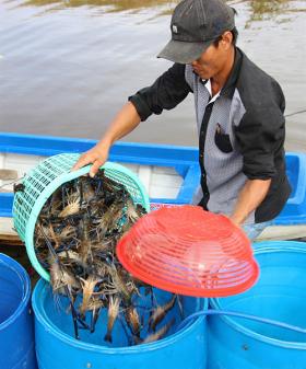 Mekong Delta farmers find opportunity in climate change