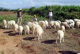 Central regions seek drought-resistant animals