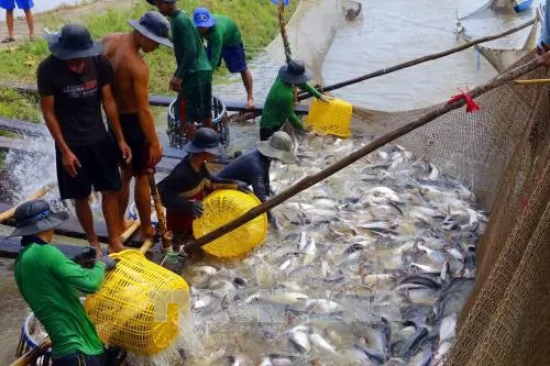 Tra fish prices at highest level in last 20 years