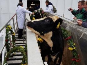 TH Group sends milch cows to Russian farm