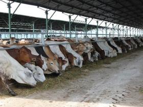 Vietnam to import inexpensive Australian cows as demand for beef grows