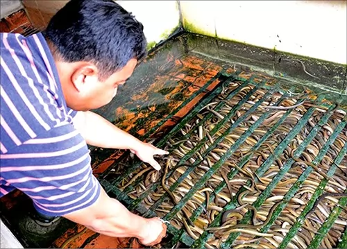 Mud-free eel breeding becoming commercial success