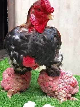 Vietnam\'s giant-legged chicken