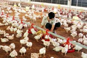 Poultry farmers struggle amid bird flu fears