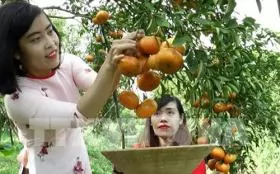 Farmers to see good profits from red mandarin for Tet