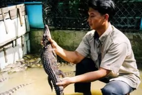 Experts criticise uncontrolled Mekong crocodile breeding