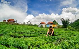 Hanoian farmers highly enthusiastic about VietGAP’s tea production model