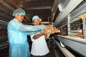 With the first batch of Vietnamese chickens to enter Japan, the export path is wide open