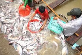 Fish exporters left lost at sea