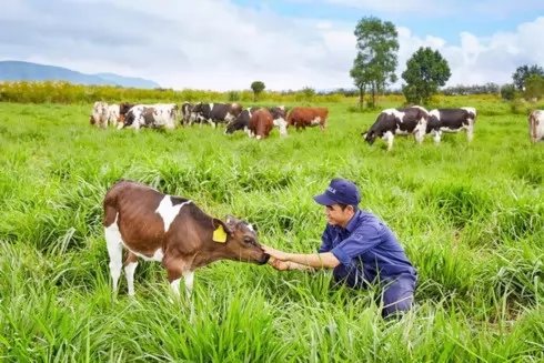 Vietnam, Australia strengthen cow-breeding cooperation