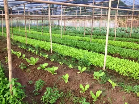 Hung Yen: Enhancing the quality of safe vegetables