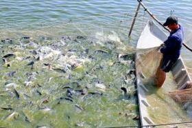 Đồng Tháp farmers bet on tra fish