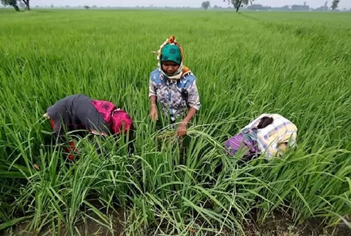 Vietnam prices ease from multi-year highs, India rice rates nudge up