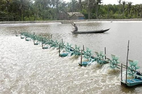 Trà Vinh farmers grow mangrove forests to breed shrimp, other species