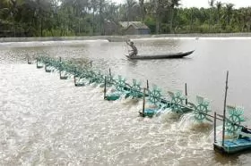 Trà Vinh farmers grow mangrove forests to breed shrimp, other species