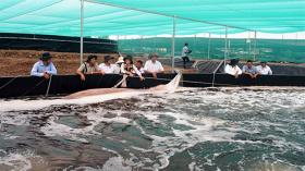 Kiên Giang to shift rice fields to aquaculture