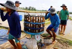 Delta authorities improve management of tra fish breeding areas