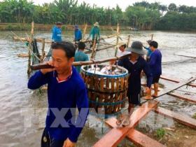 Tiền Giang breeds more tra fish on alluvial areas