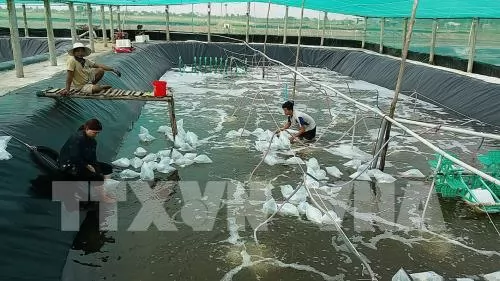 Kiên Giang has ambitious plans for industrial shrimp farming