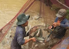 Đồng Tháp to release floodwater into rice fields