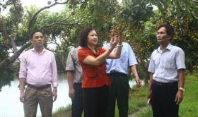 Supporting farmers in Hanoi captital to develop Hi-tech agriculture