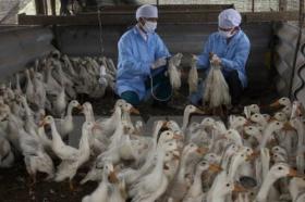 An Giang develops advanced poultry breeding model