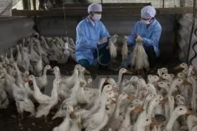 An Giang develops advanced poultry breeding model