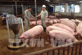 Trà Vinh helps livestock farms improve productivity