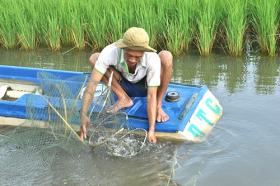 Farmers see higher profits from sustainable shrimp–rice farming model