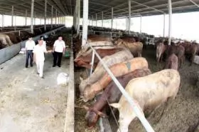 Cow breeding yields high income for farmers in Tiền Giang