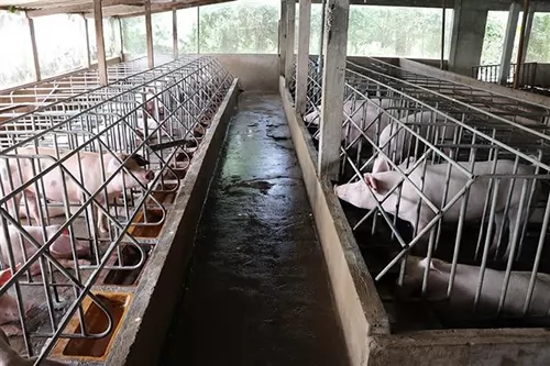 Việt Nam improves animal farming quality