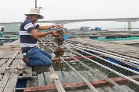 Bà Rịa – Vũng Tàu farmers breed Pacific oysters