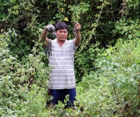 Farmers profit from breeding crabs amid mangroves