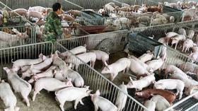 Preparations made for swine fever