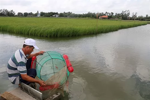 Trà Vinh shrimp farmers earn more from staggered breeding