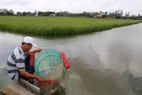 Trà Vinh shrimp farmers earn more from staggered breeding