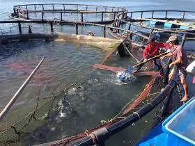 Farmers use advanced techniques to breed fish in cages