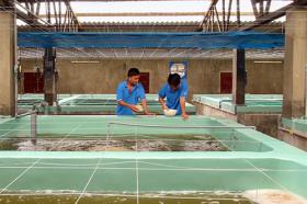 Ninh Thuận a boom town for quality shrimp fry production